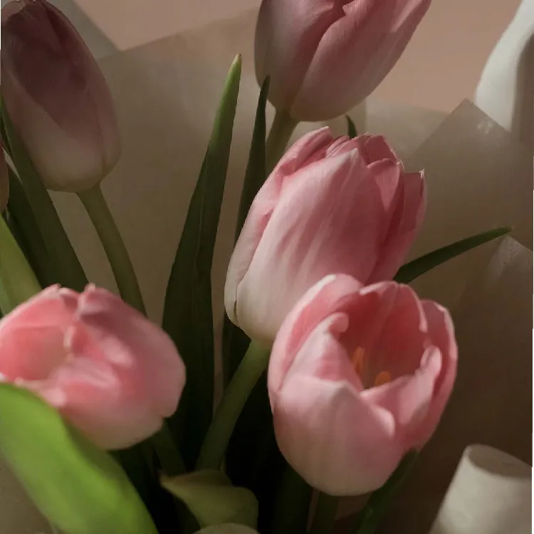 鬱金香鮮花束