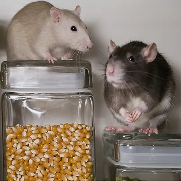 老鼠Mouse