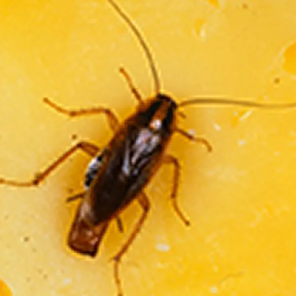 蟑螂Cockroach