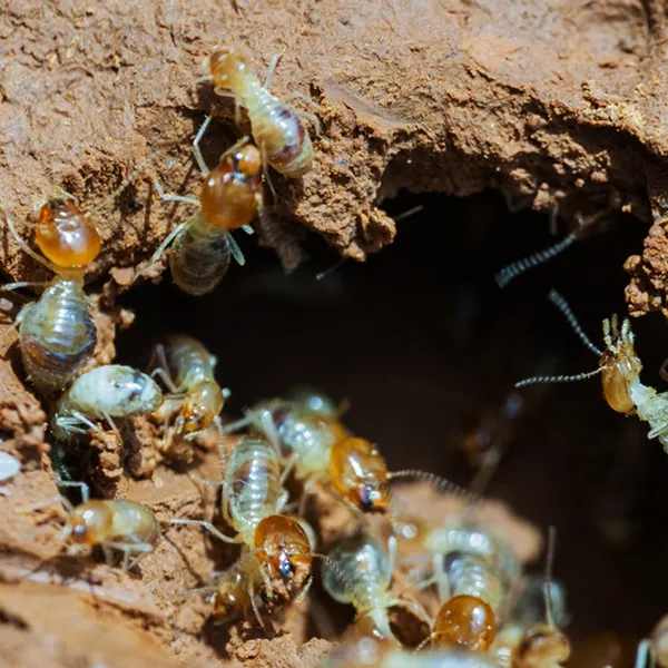 白蟻Termite