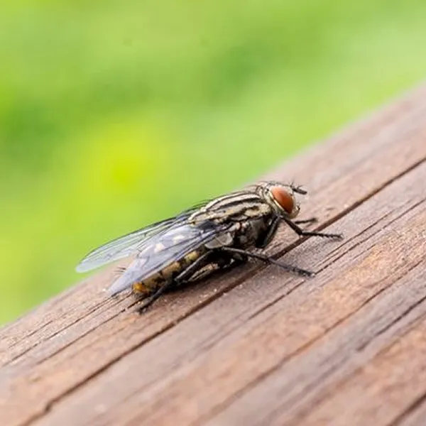 蒼蠅Fly