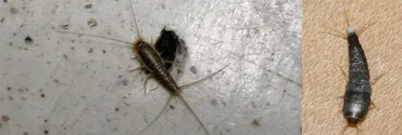 衣魚