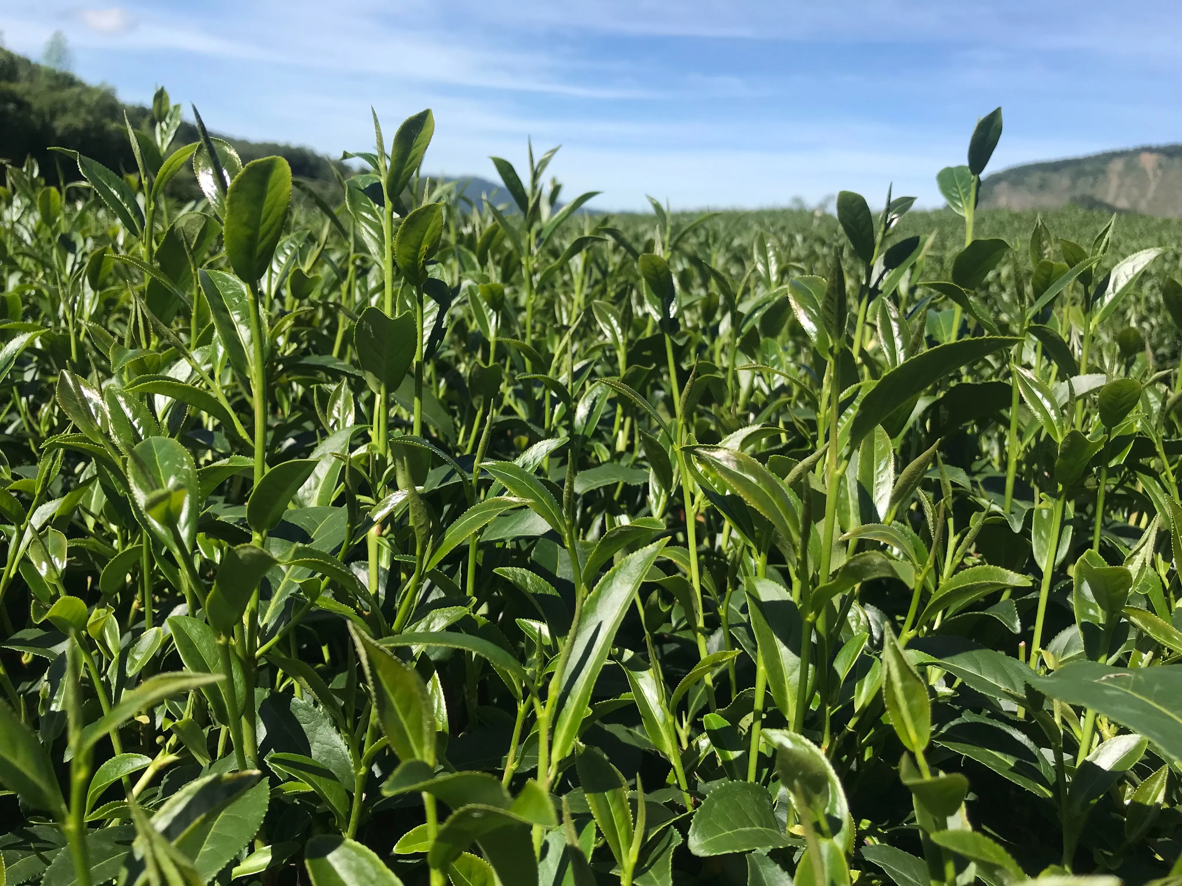 每一片茶葉，都是茶農的手藝與土地的味道
