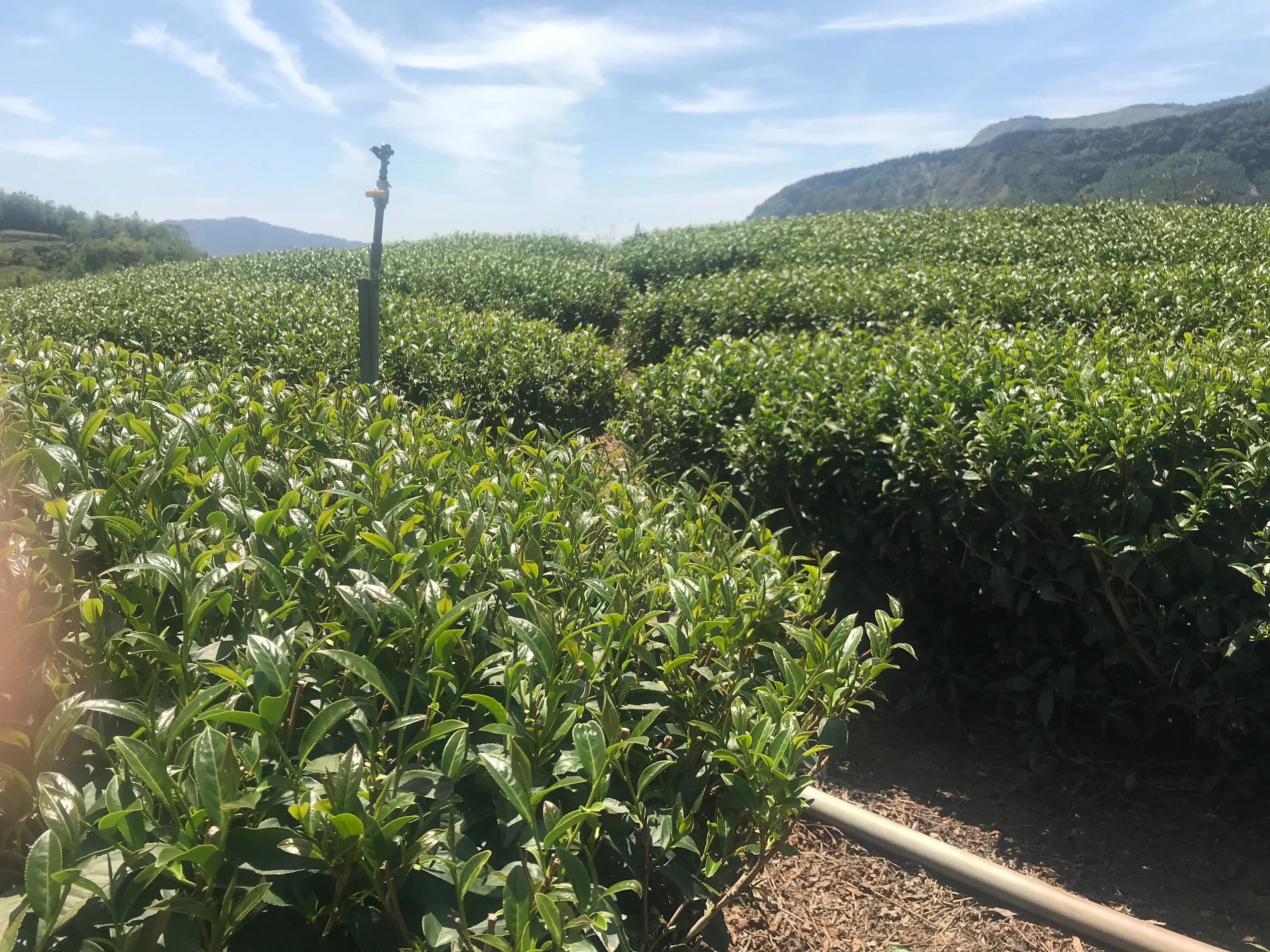 一年四季，茶香不同。
