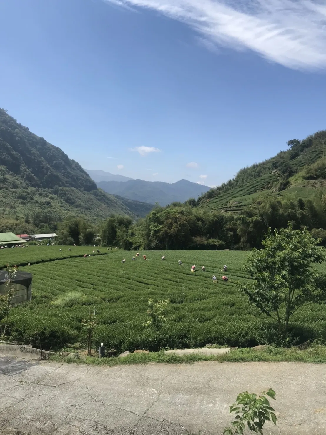 每一包茶，通過檢驗才出廠