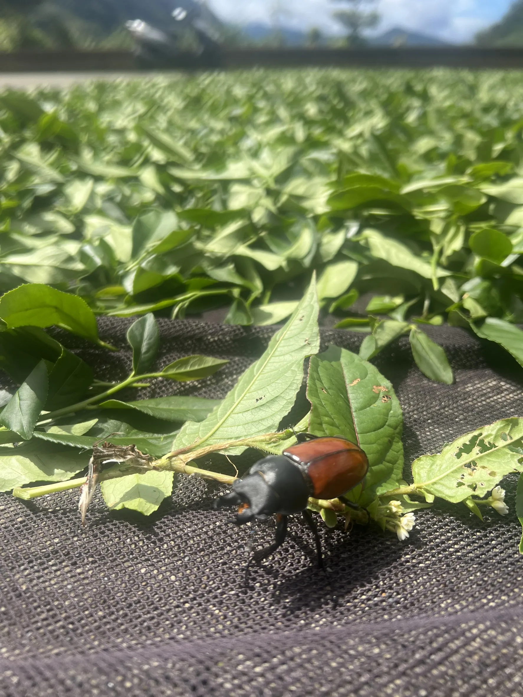 一片嫩葉，經過茶農巧手，成就杯中香氣