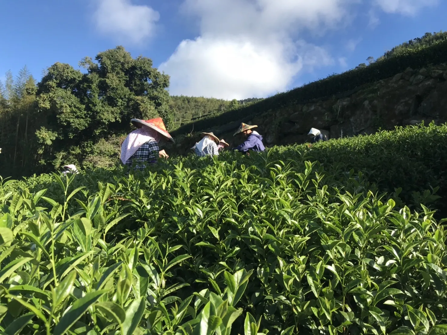 高山孕好茶，霧裡出真香