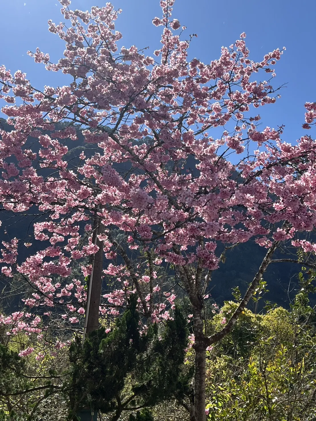 賞櫻花（花期已過）｜茶葉買賣