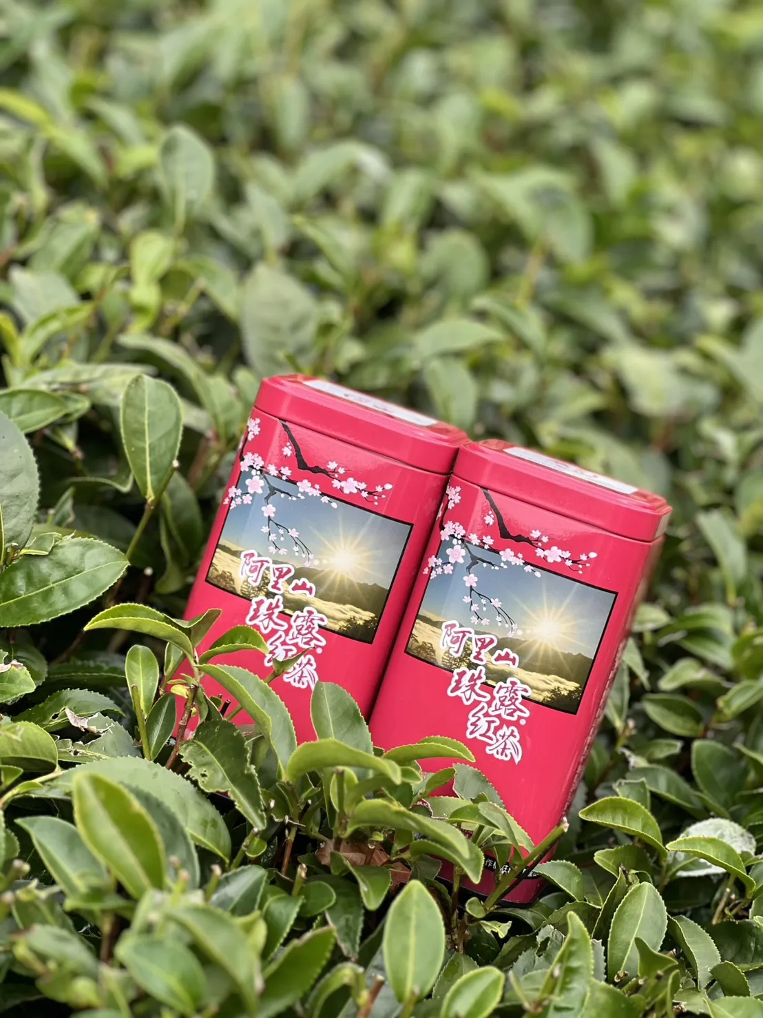 阿里山珠露紅茶 一斤 ( 600克 ) 四包