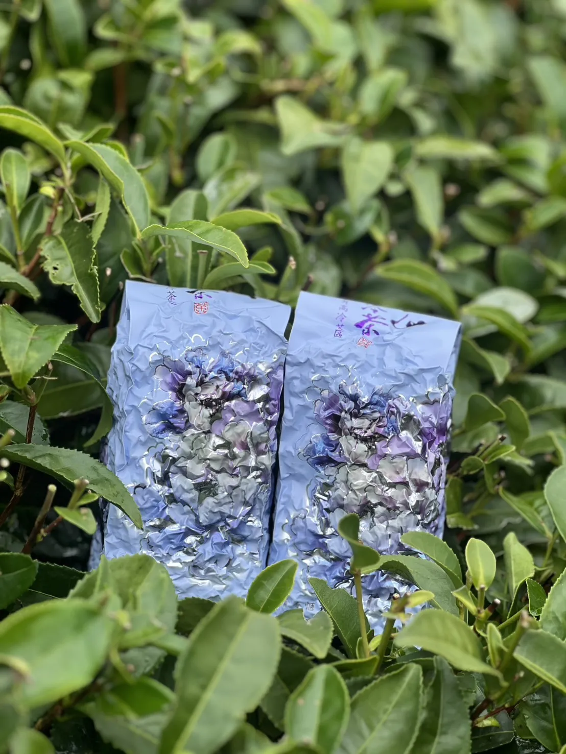 珠露冬茶金萱 一斤 ( 600克 ) 四包