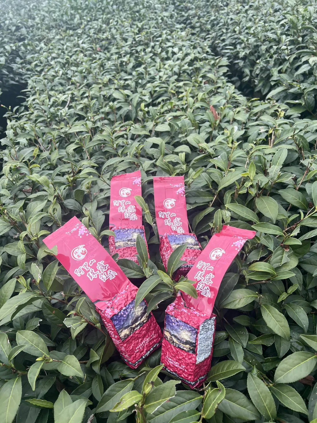 阿里山珠露紅茶 一斤 ( 600克 ) 四包