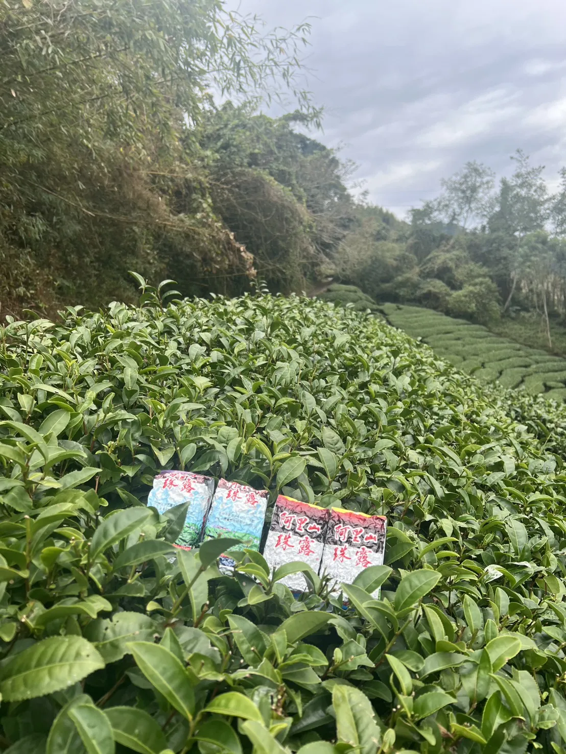 阿里山珠露冬茶烏龍  一斤 ( 600克 ) 四包