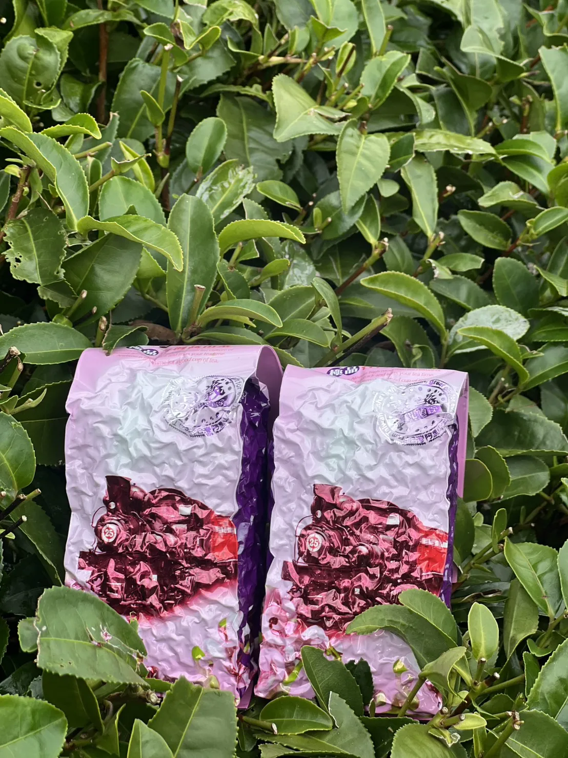 珠露冬茶金萱 一斤 ( 600克 ) 四包