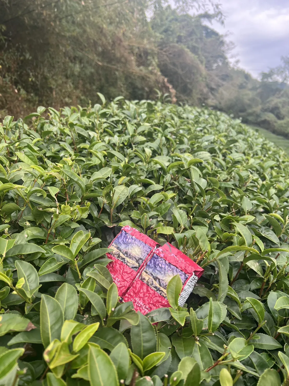 阿里山珠露紅茶 一斤 ( 600克 ) 四包