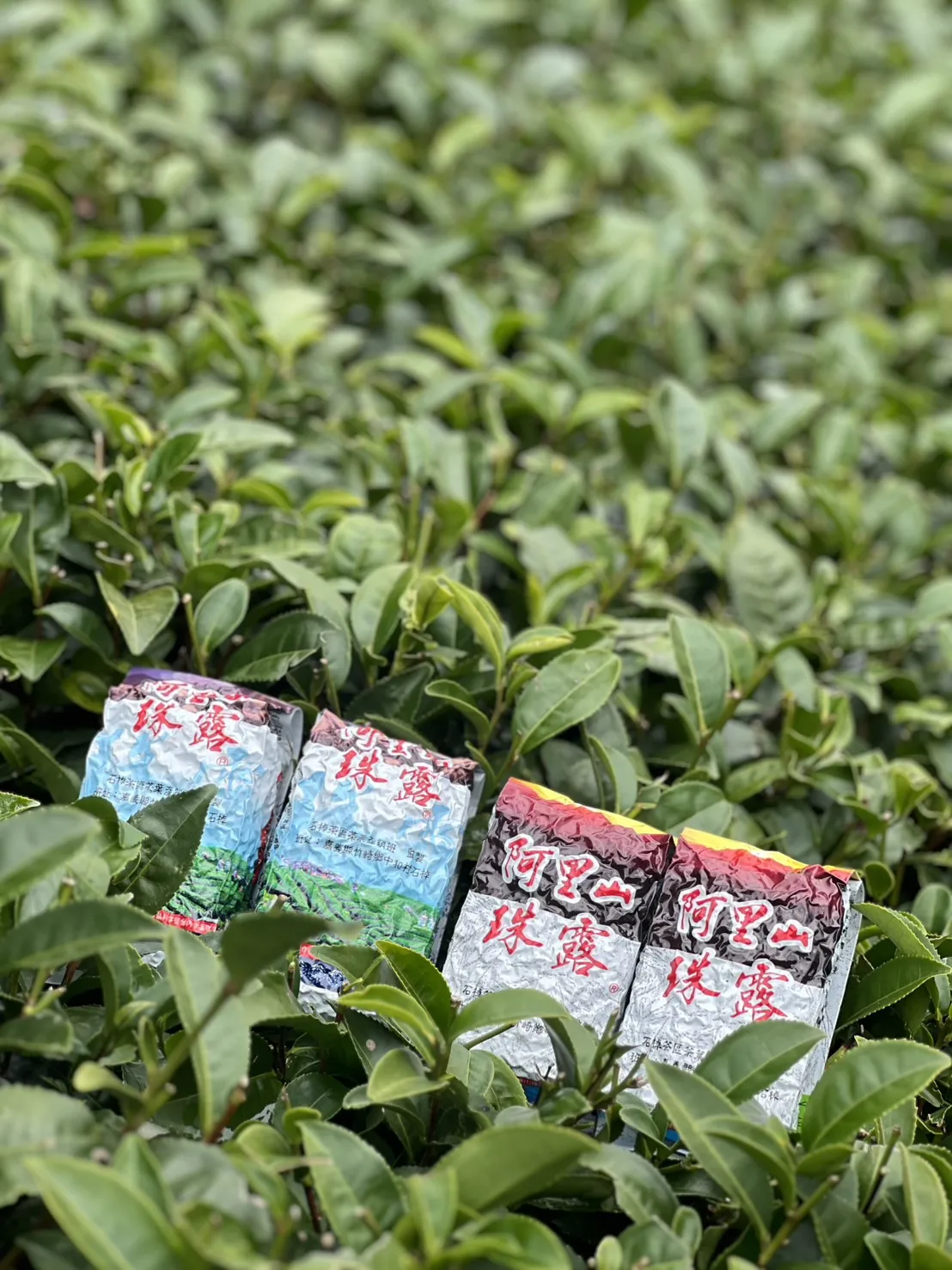 阿里山珠露冬茶烏龍  一斤 ( 600克 ) 四包