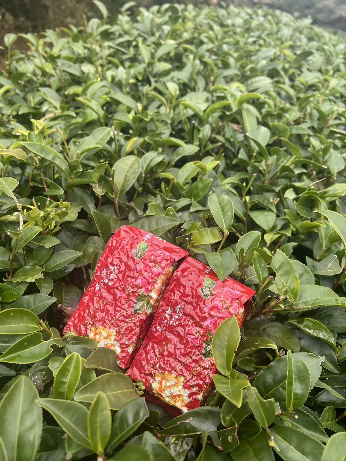 阿里山珠露紅茶 一斤 ( 600克 ) 四包