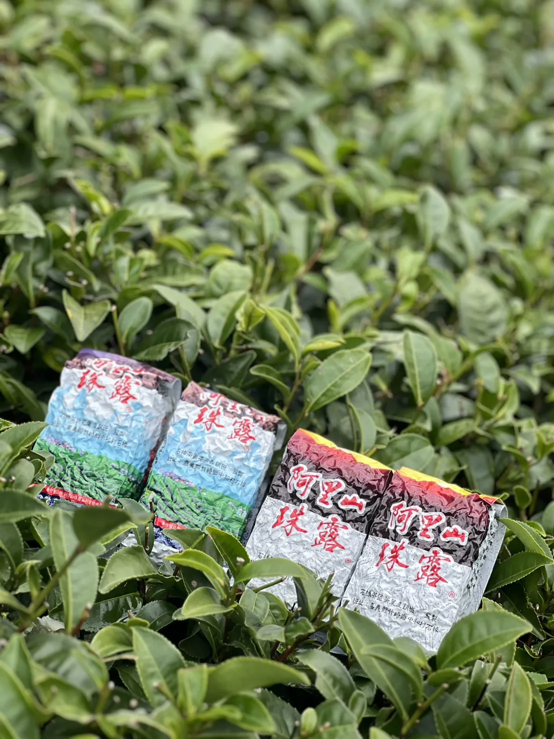 阿里山珠露冬茶烏龍  一斤 ( 600克 ) 四包