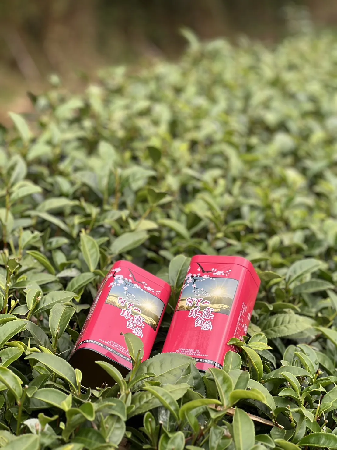 阿里山珠露紅茶 一斤 ( 600克 ) 四包