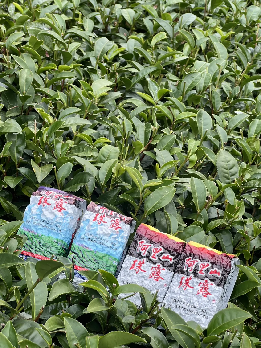 阿里山珠露冬茶烏龍  一斤 ( 600克 ) 四包