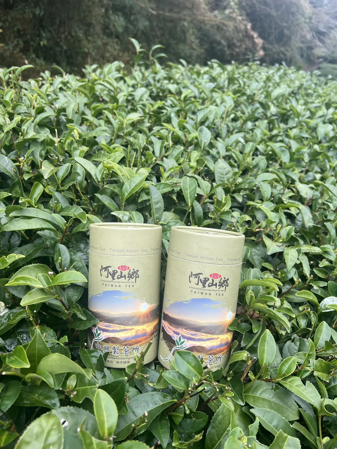 阿里山珠露冬茶烏龍  一斤 ( 600克 ) 四包