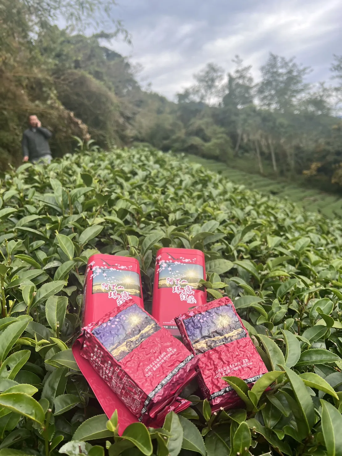 阿里山珠露紅茶 一斤 ( 600克 ) 四包