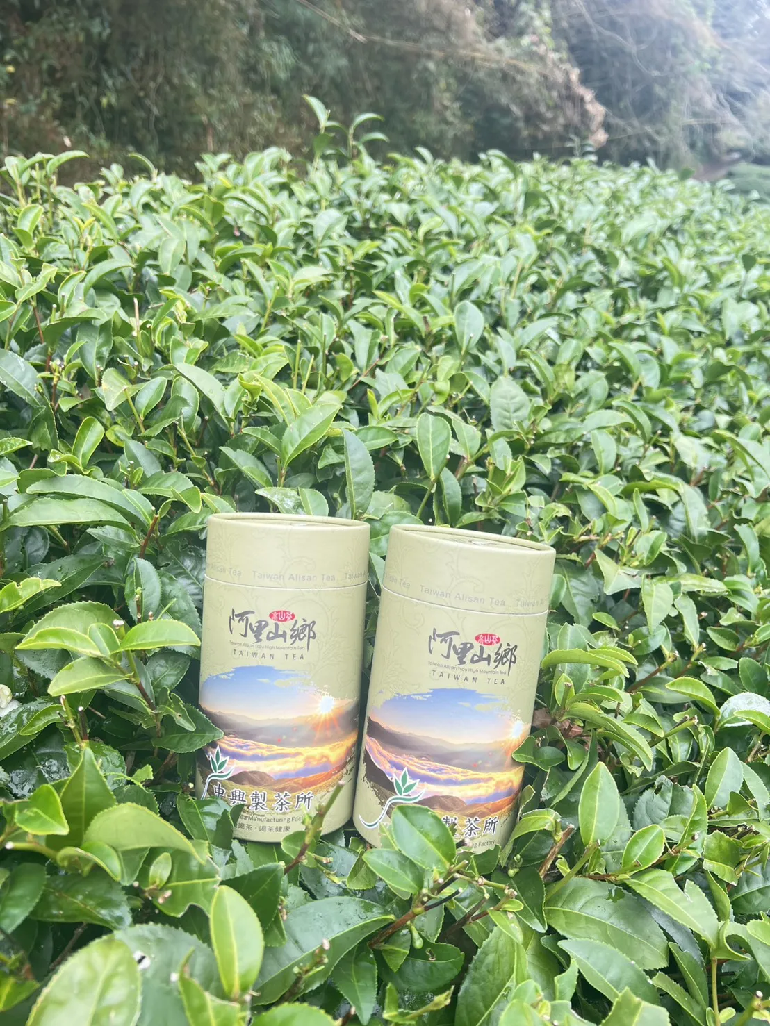 阿里山珠露冬茶烏龍  一斤 ( 600克 ) 四包