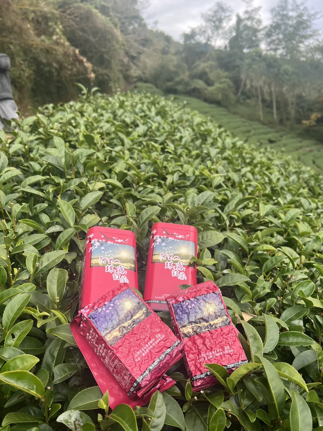 阿里山珠露紅茶 一斤 ( 600克 ) 四包