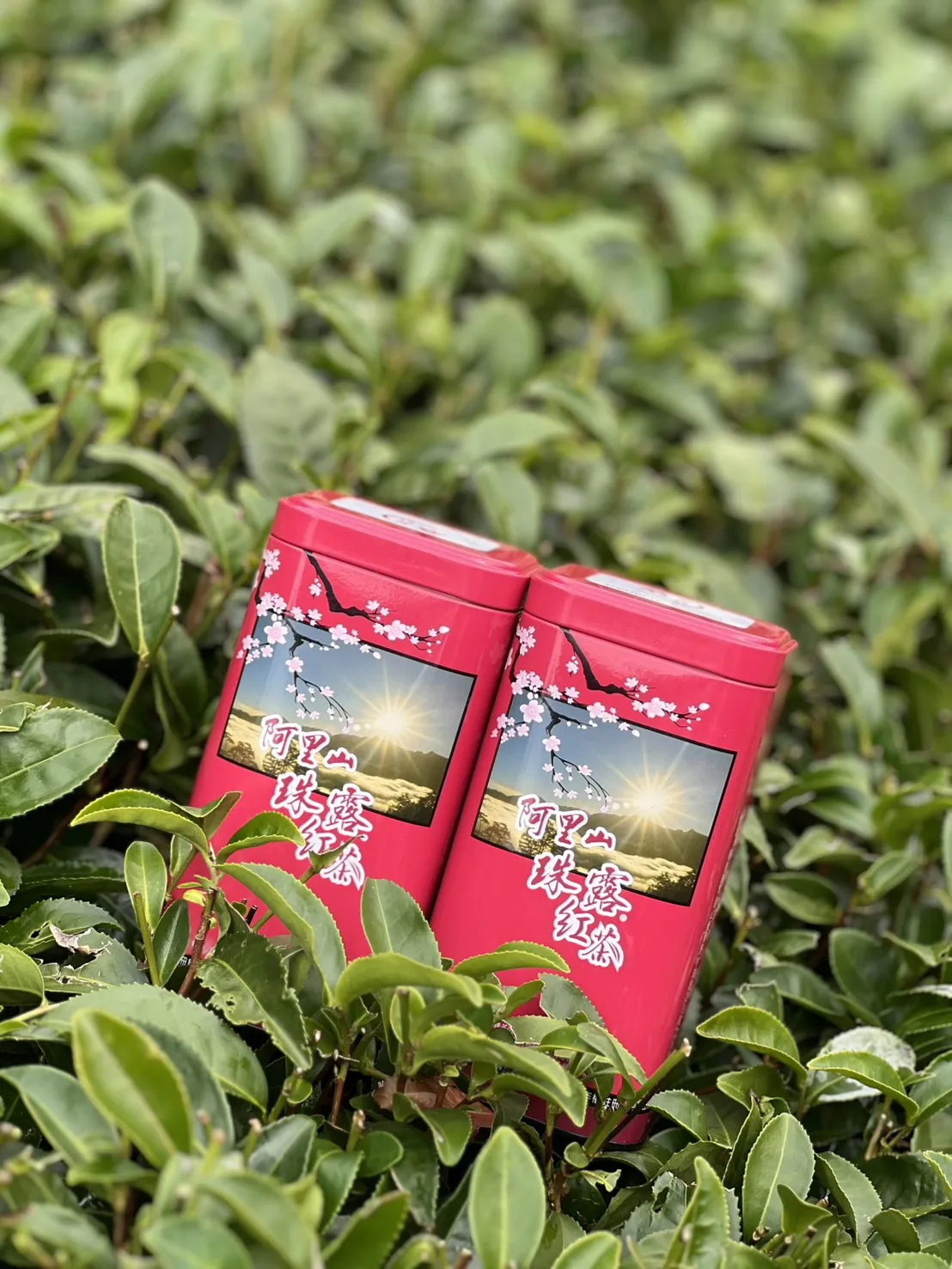 阿里山珠露紅茶 一斤 ( 600克 ) 四包