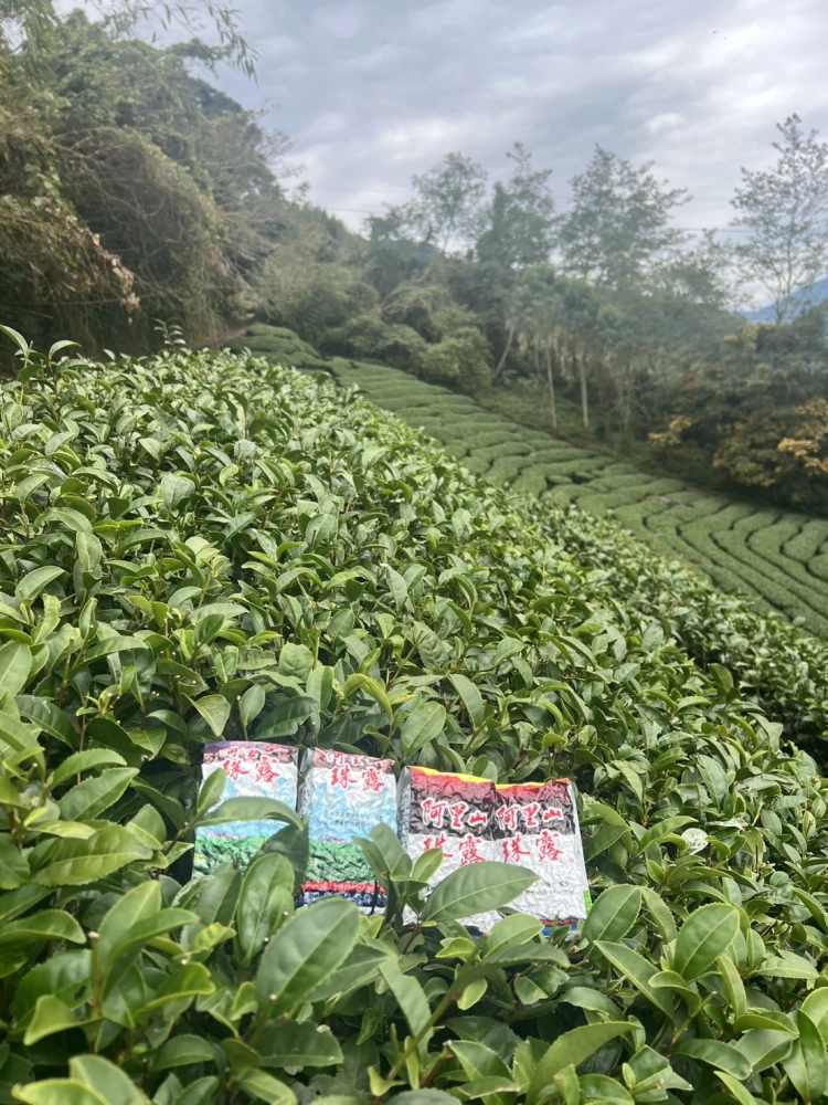 阿里山珠露冬茶烏龍 
