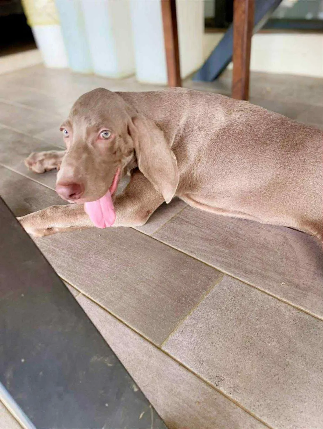 屏東哪裡有威瑪獵犬？屏東杜賓幼犬買賣 | 里港卡斯羅幼犬買賣