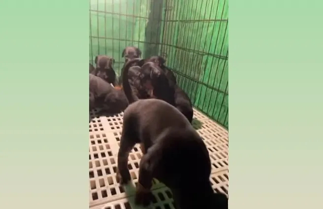 #屏東大欣犬舍