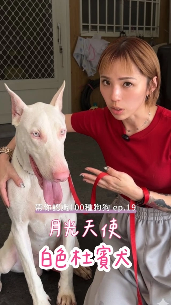 狗狗100系列ep.19｜白色杜賓犬