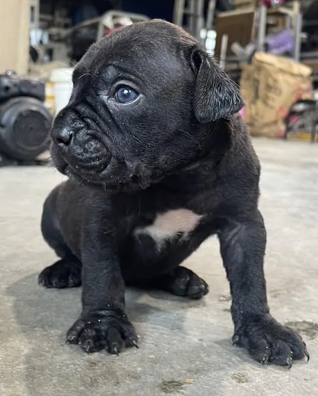 卡斯羅護衛犬(已售)