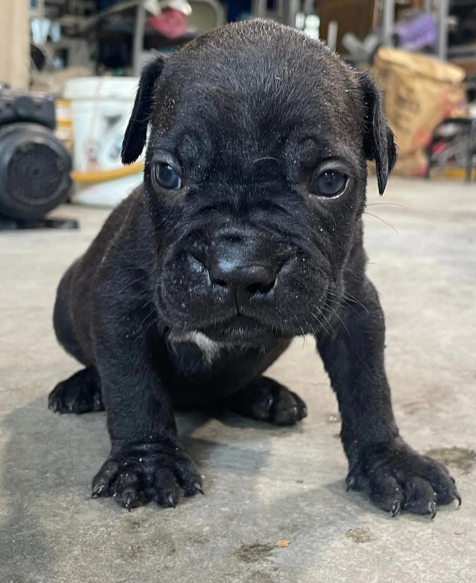 卡斯羅護衛犬(已售)