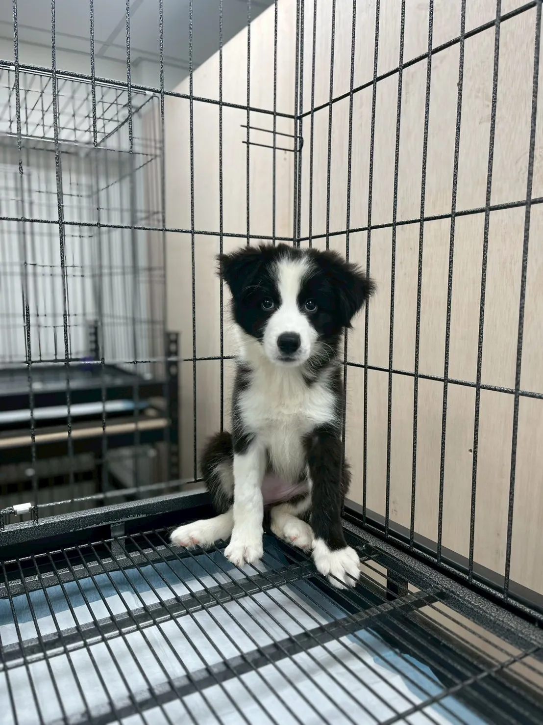 黑白妹妹