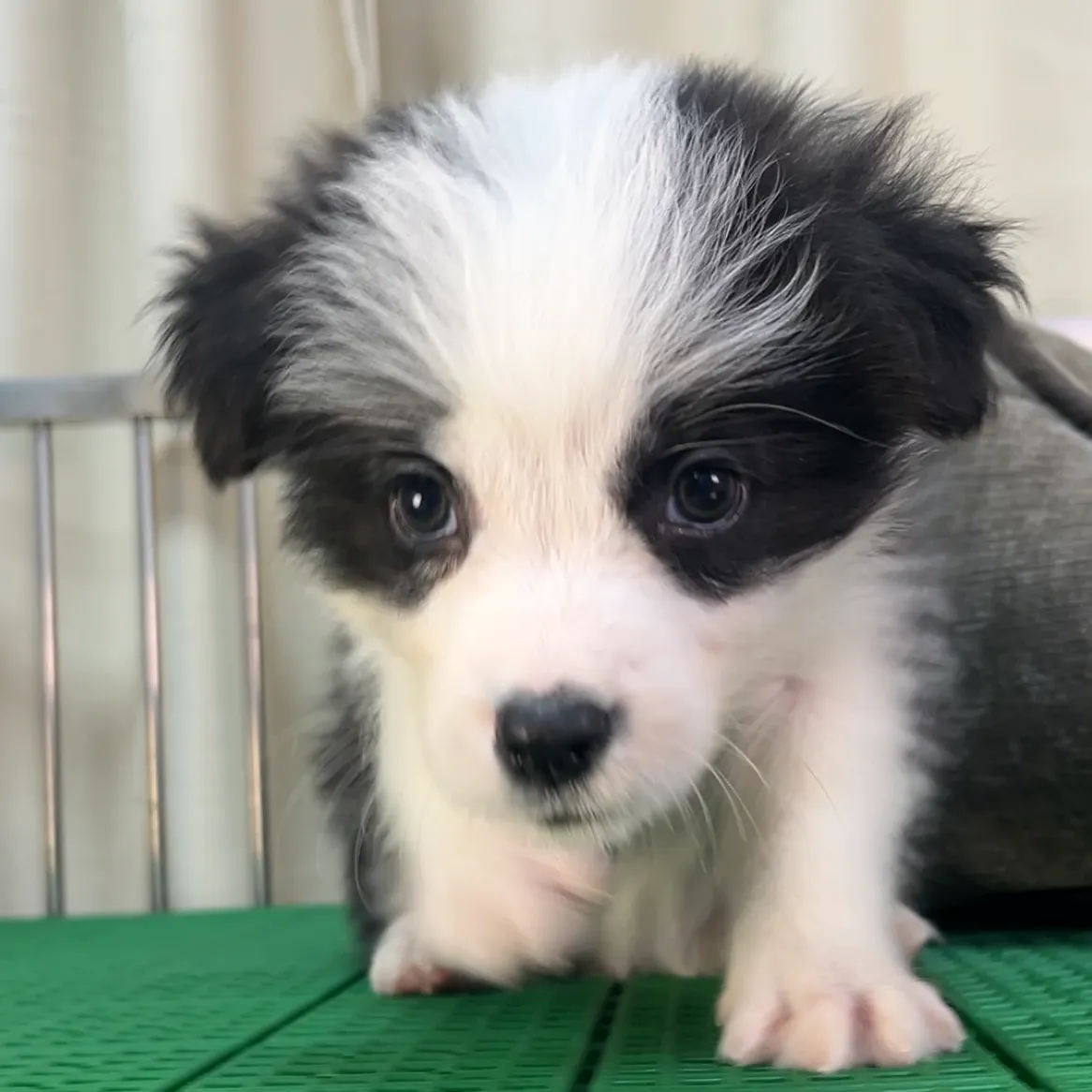 黑白色邊境牧羊犬弟弟