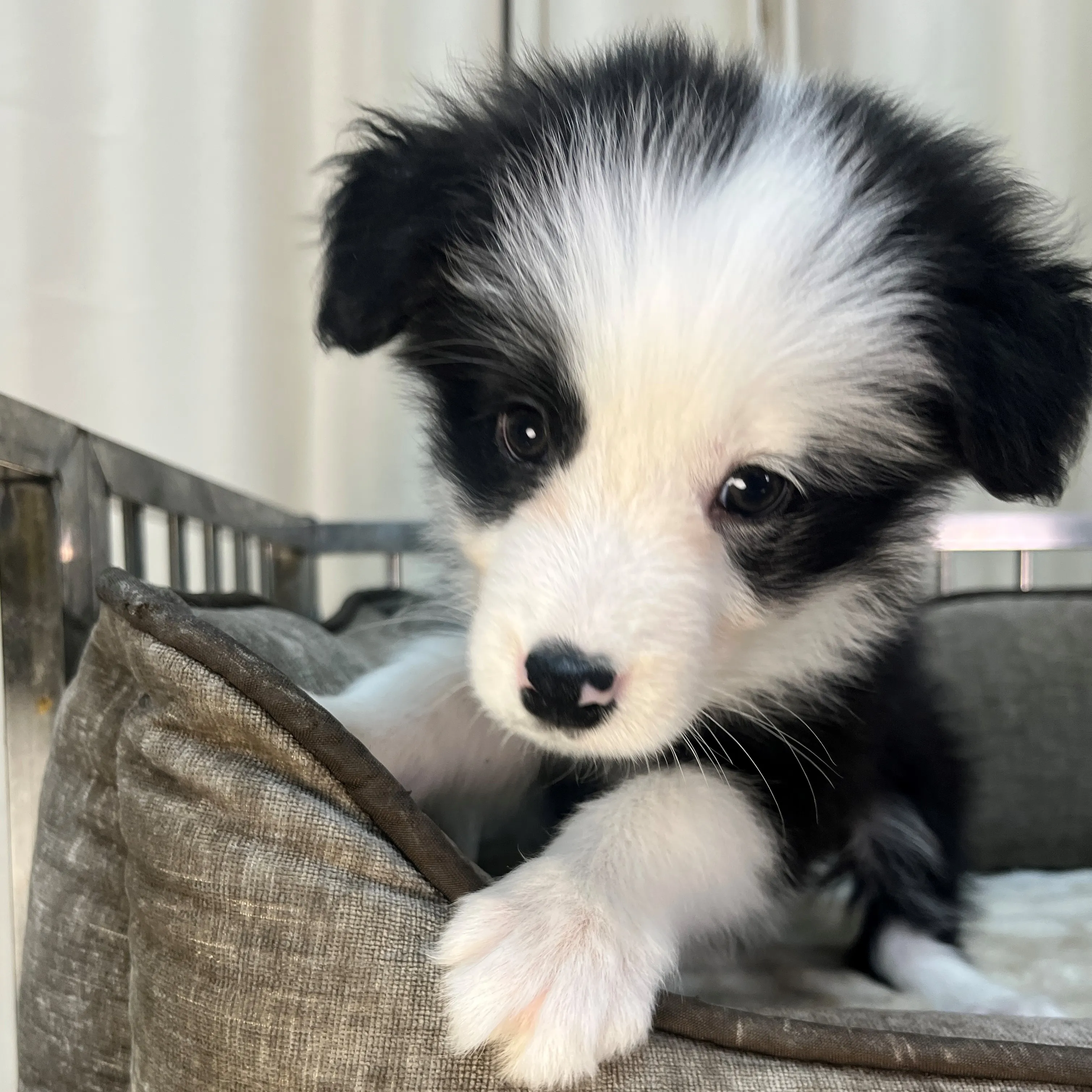 黑白色邊境牧羊犬弟弟