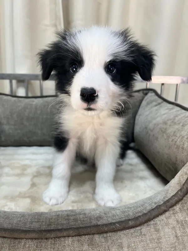 黑白色邊境牧羊犬弟弟