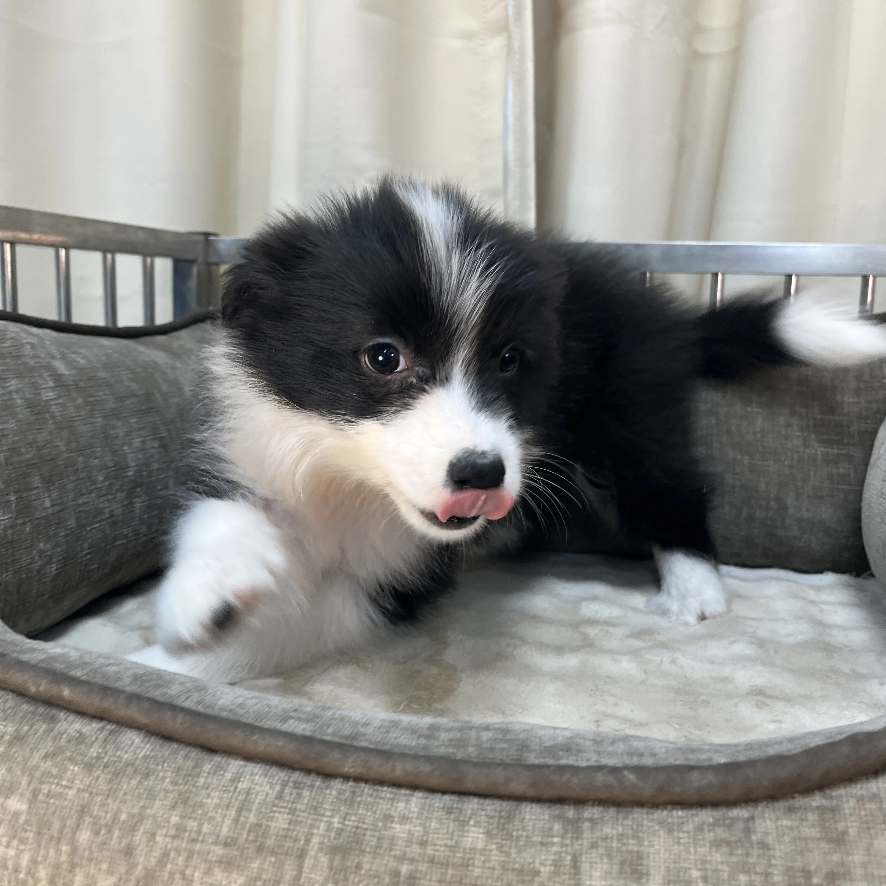 黑白色邊境牧羊犬妹妹