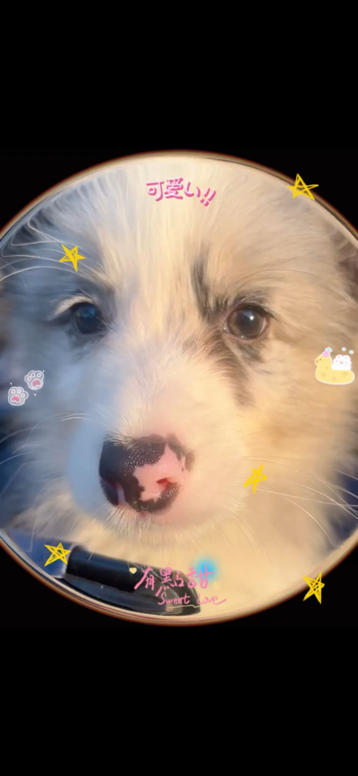 隕石色邊境牧羊犬妹妹