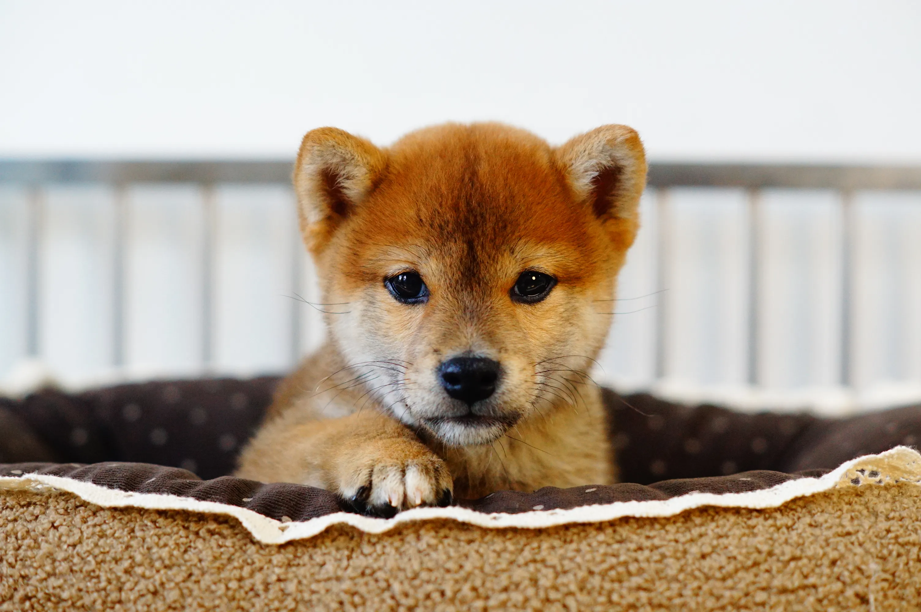 柴犬 01/26