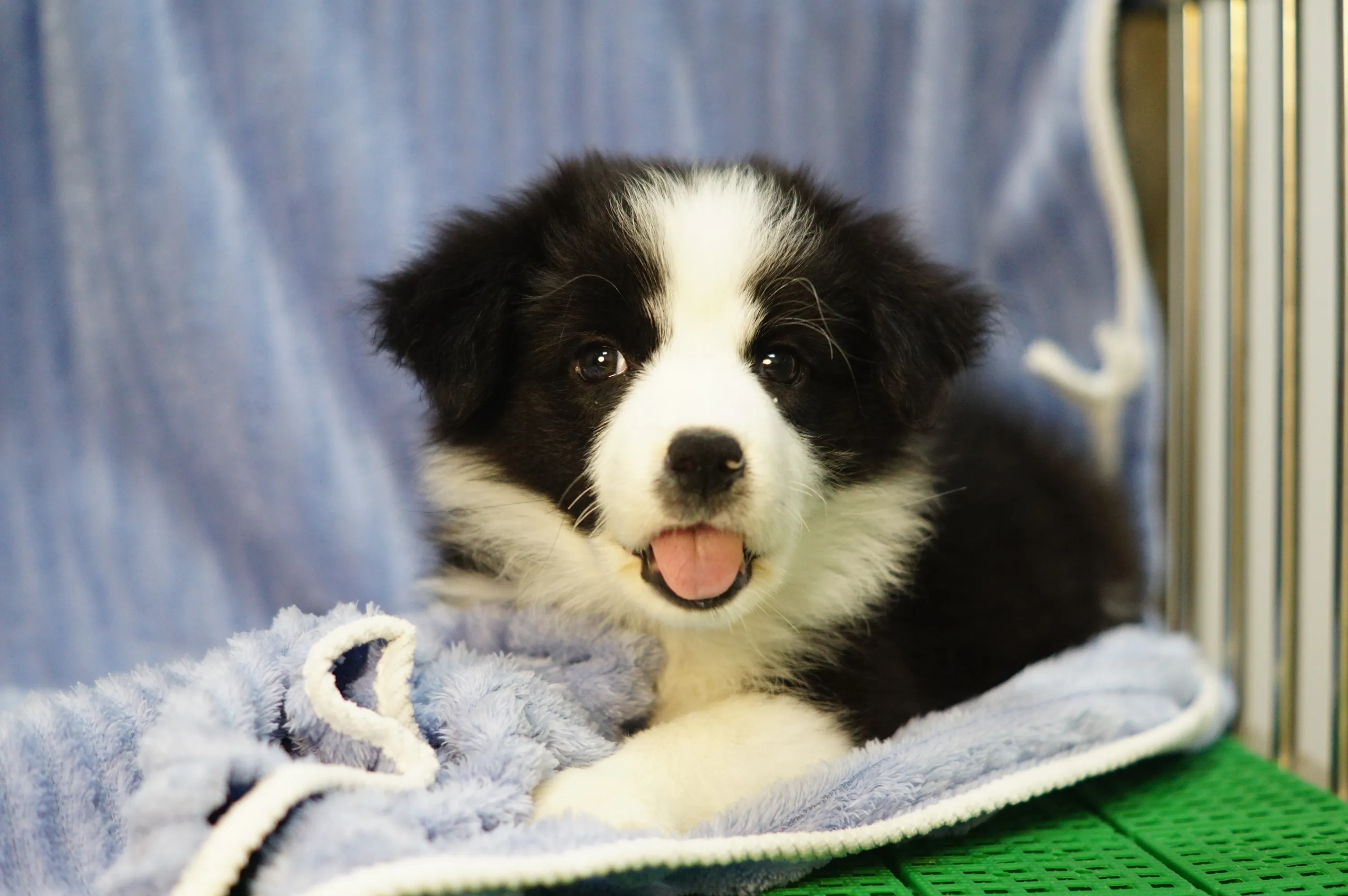 邊境牧羊犬