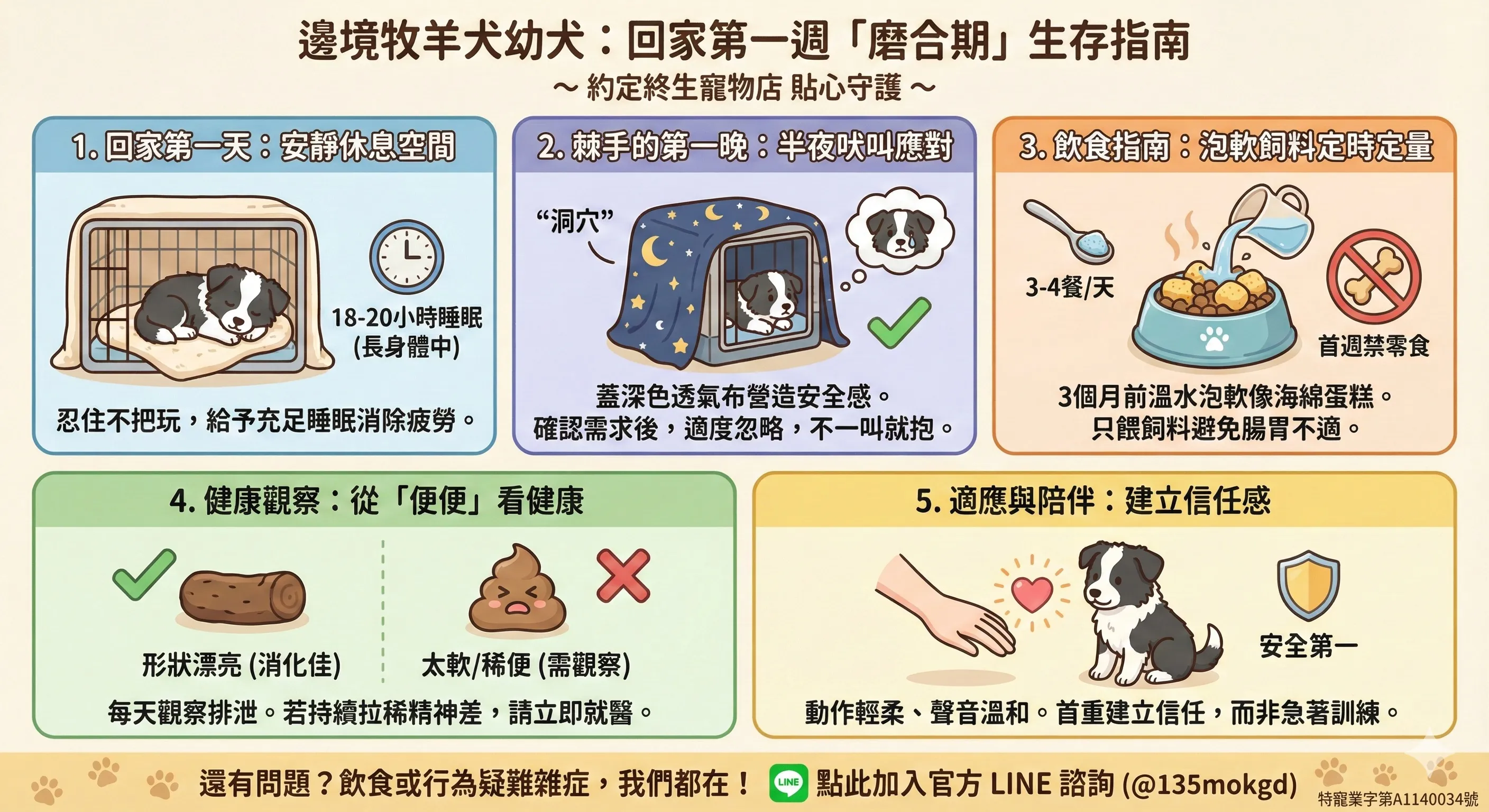 邊境牧羊犬幼犬回家第一週攻略：應對半夜吠叫、飲食餵食與適應指南