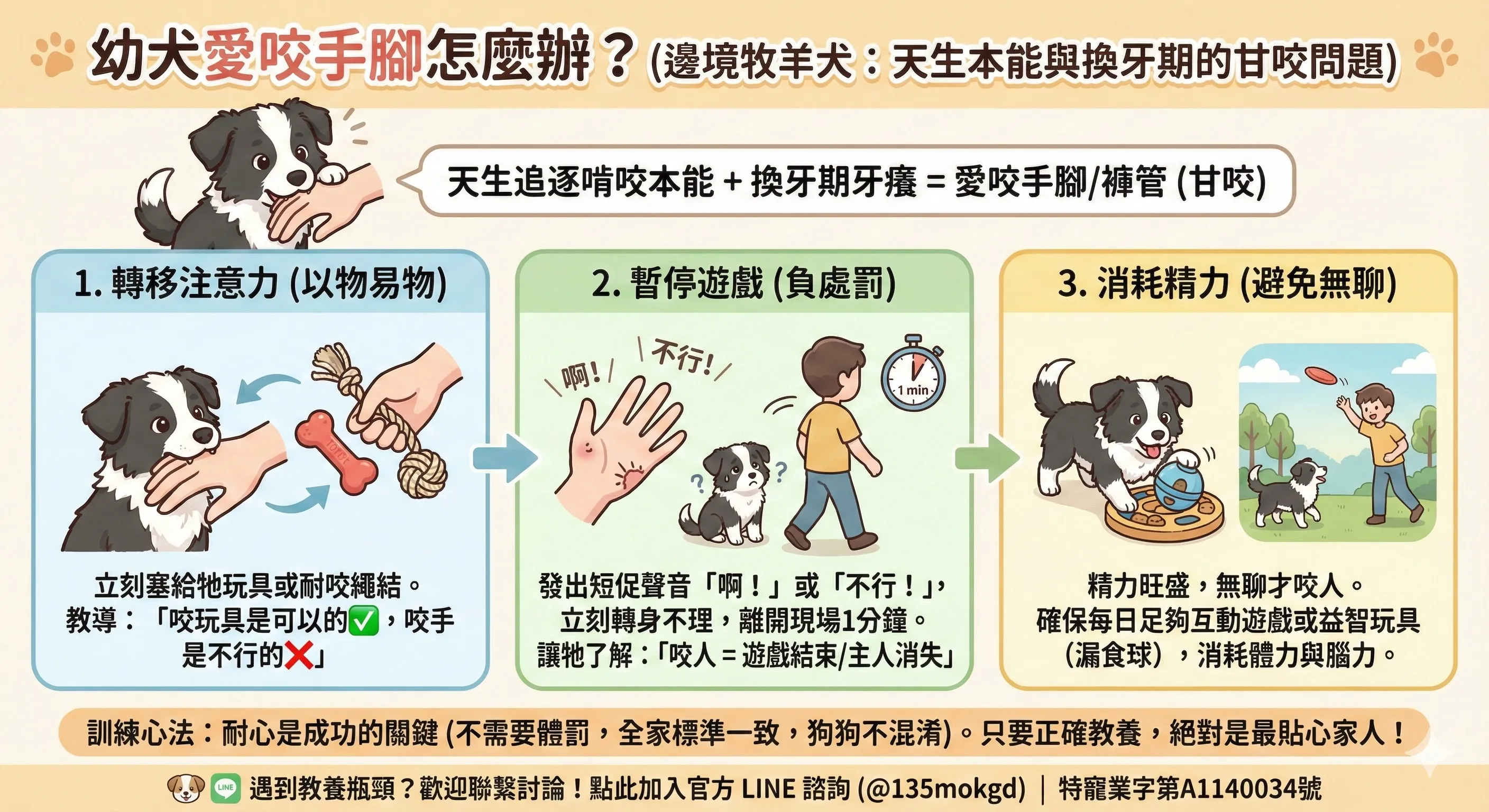 邊境牧羊犬訓練教學：改善幼犬愛咬人壞習慣