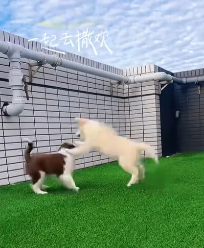 陽光 ＋ 草地 ＝ 快樂的邊境牧羊犬！