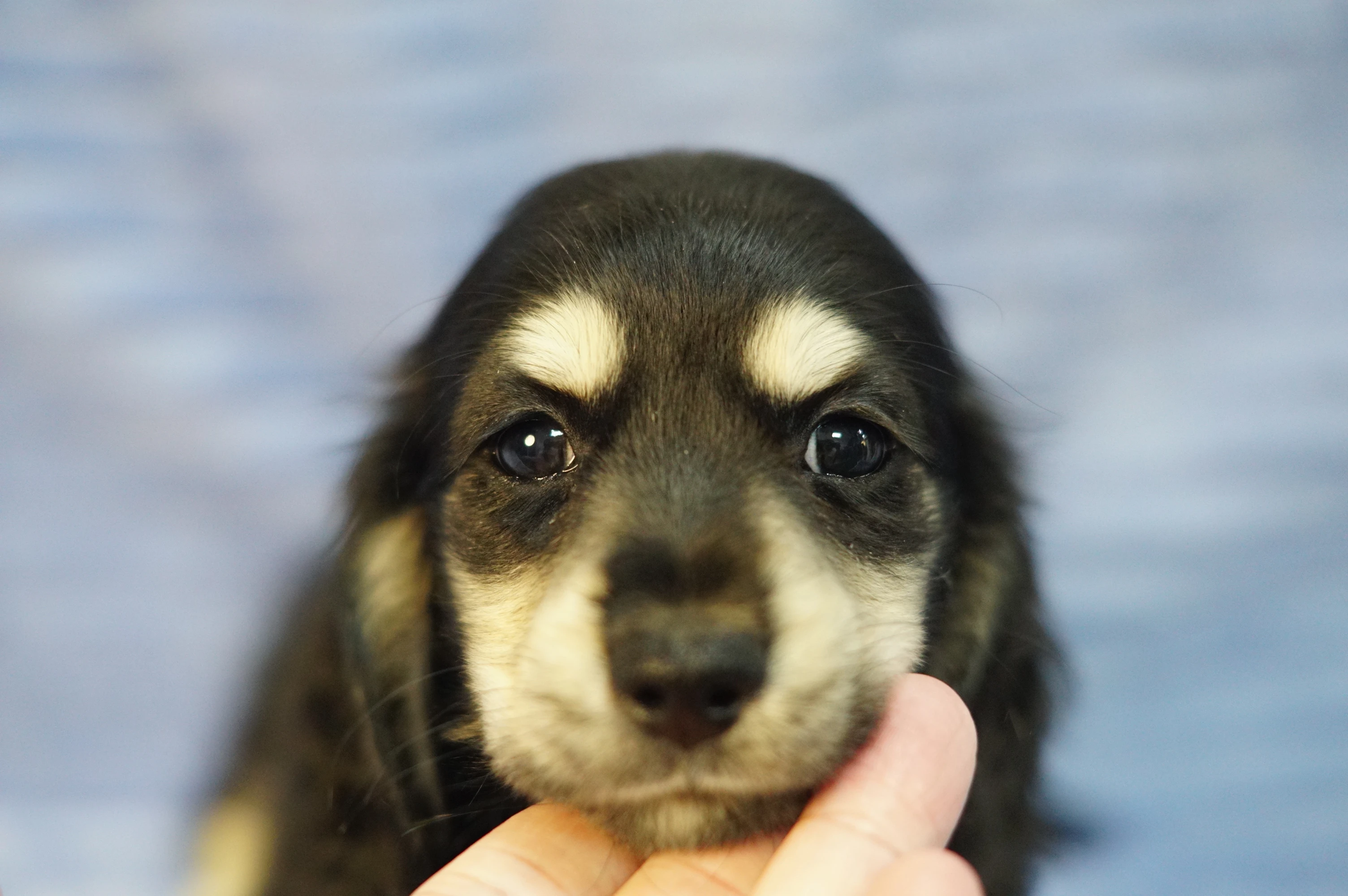 臘腸犬