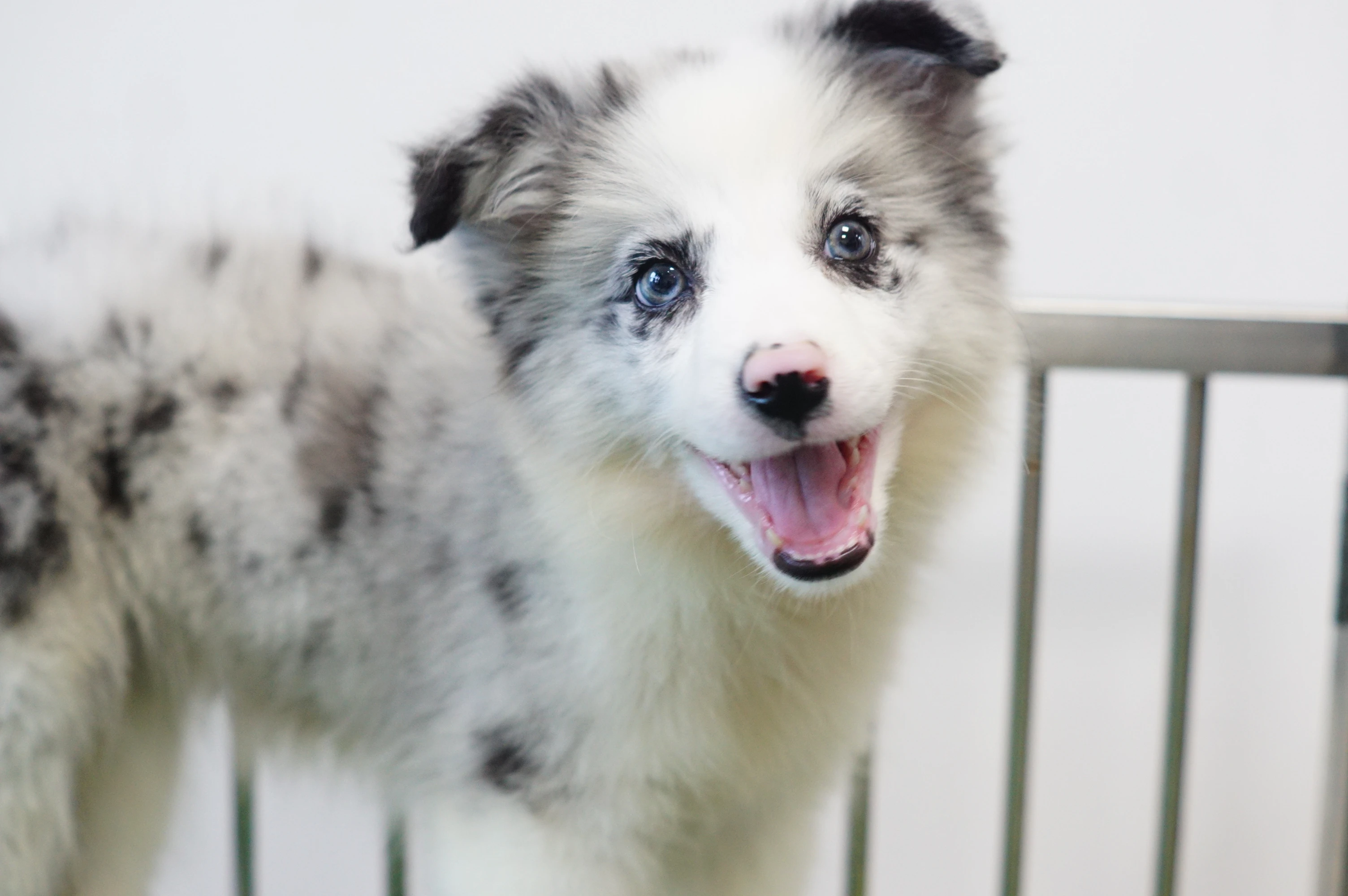 邊境牧羊犬