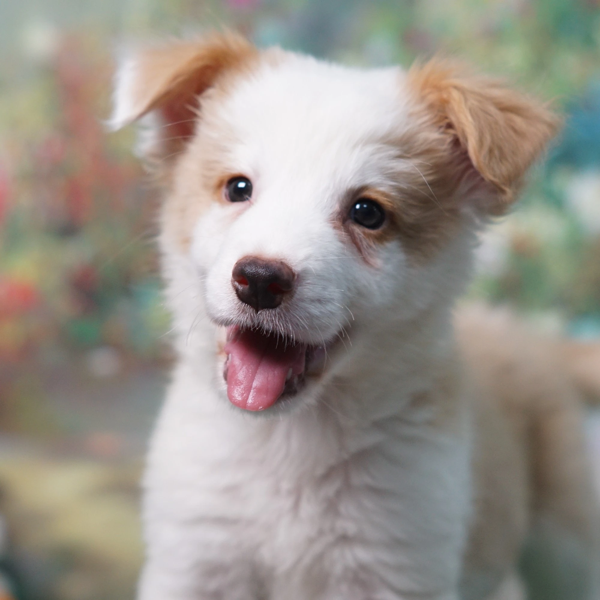 邊境牧羊犬