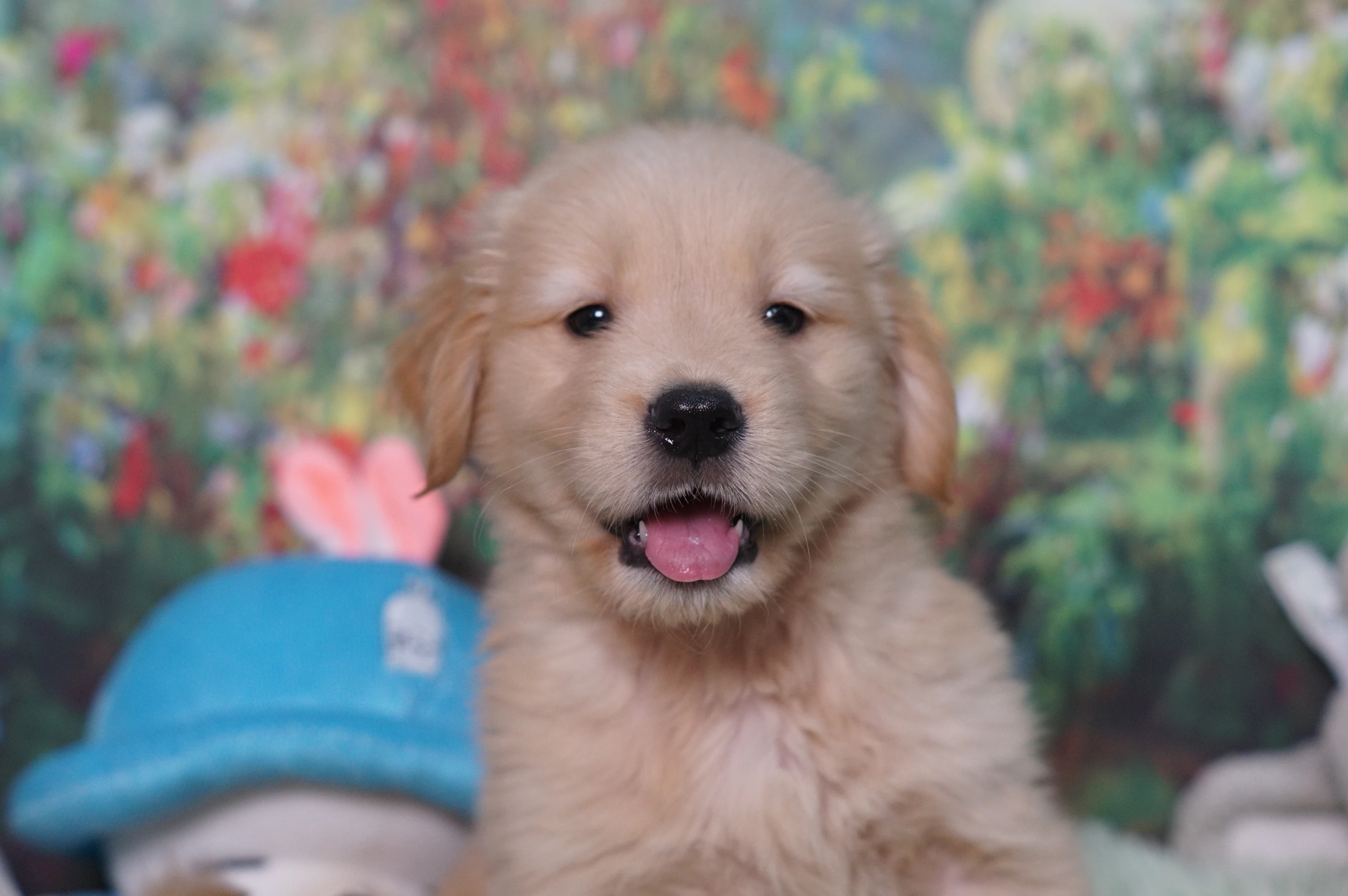 黃金獵犬