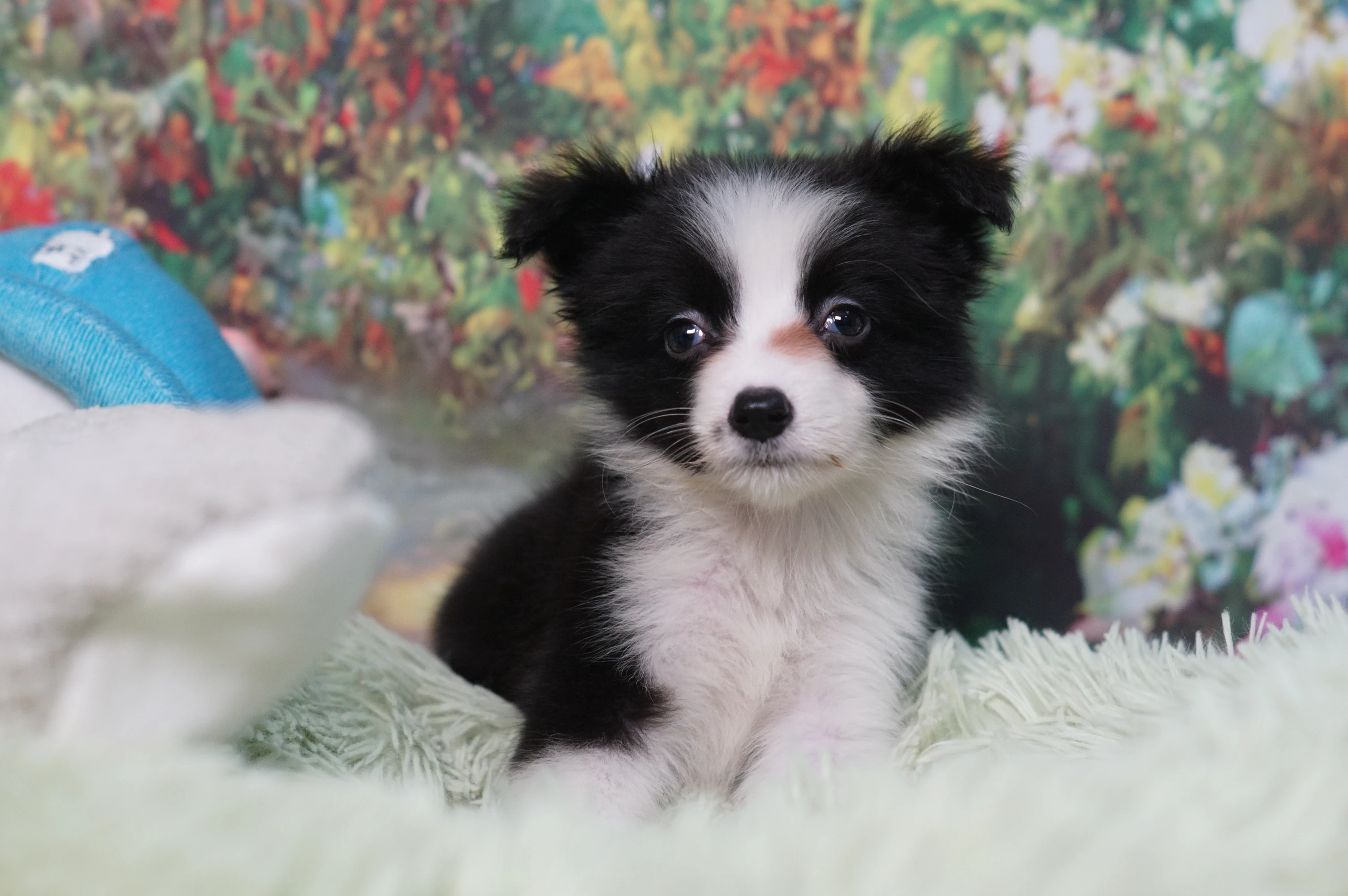 邊境牧羊犬
